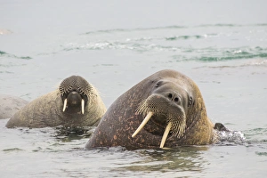 Images Dated 17th July 2014: Arctic, Norway, Svalbard, Spitsbergen, walrus (Odobenus rosmarus) Walrus in water