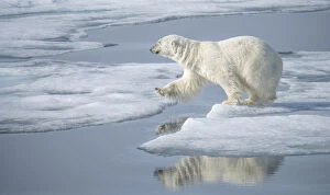 Arctic Ocean, Norway, Svalbard. Polar bear jumping