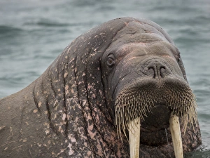 Norway Collection: Arctic Ocean, Norway, Svalbard. Portrait of walrus
