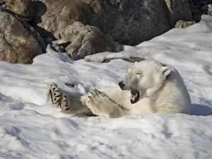 Norway Gallery: Arctic Ocean, Norway, Svalbard. Resting polar bear