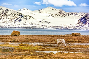 Arctic Ocean Prints: Arctic Ocean, Svalbard Islands, Norway