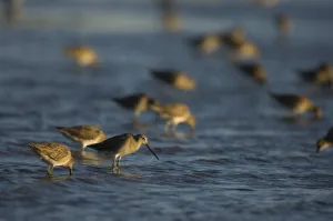 Images Dated 13th February 2006: arctic shorebirds feeding on crustaceans and invertebrates in Scammons Lagoon