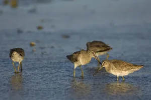 Baja Prints: arctic shorebirds feeding on crustaceans and invertebrates in Scammons Lagoon