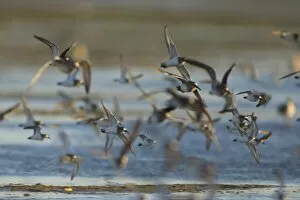 arctic shorebirds in flight over Scammons Lagoon, Guerrero Negro, Baja California Peninsula