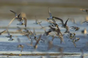 Images Dated 13th February 2006: arctic shorebirds in flight over Scammons Lagoon, Guerrero Negro, Baja California Peninsula