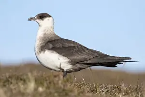 Images Dated 16th June 2015: Arctic Skua or Parasitic Jaeger or parasitic skua (Stercorarius parasiticus) Europe