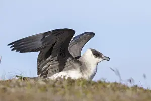 Images Dated 15th June 2015: Arctic Skua or Parasitic Jaeger or parasitic skua (Stercorarius parasiticus) Europe