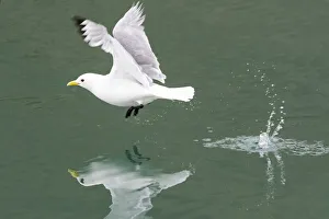 Arctic, Svalbard, Spitsbergen. A black-legged kittiwake takes off from calm water