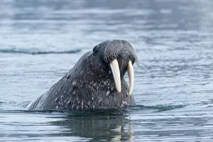 Powerful Prints: Arctic, Svalbard, Spitsbergen. Portrait of a walrus in the water