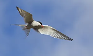 Sub Arctic Prints: Arctic Tern