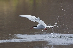 Wetlands Prints: Arctic Tern Fishing
