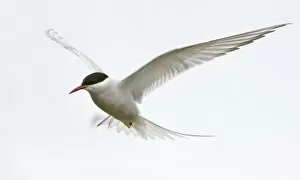 Images Dated 21st June 2007: Arctic Tern in flight in Iceland