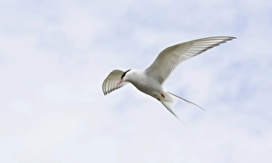 Images Dated 21st June 2007: Arctic Tern in flight in Iceland