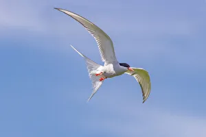 Images Dated 2023: Arctic tern in flight at Machias Seal Island, Maine, USA