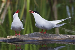 Tern Prints: Arctic Tern Pair