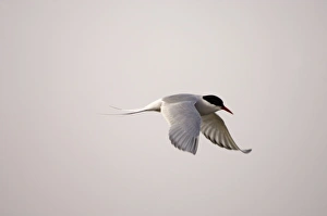 Tern Prints: arctic tern, Sterna paradisaea, in flight along the Arctic coast, off Point Barrow
