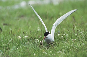Tern Prints: Arctic Tern, Sterna paradisaea, adult on nest feeding young, Nesseby, Norway
