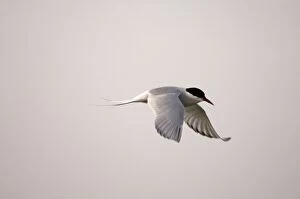 Images Dated 12th June 2006: arctic tern, Sterna paradisaea, in flight along the Arctic coast, off Point Barrow