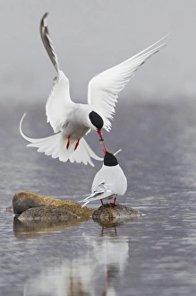 Tern Prints: Arctic Terns, courtship