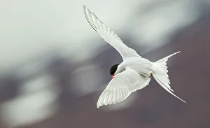 Tern Prints: Arctic terns in flight over arctic pond, Alaska, USA