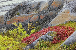Lichen Prints: Arctic tundra details in early autumn in Northern Manitoba