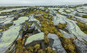 Lichen Prints: Arctic tundra glacial boulder formation details in early autumn in Northern Manitoba