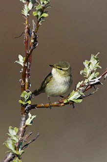Images Dated 11th June 2014: Arctic Warbler