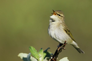 Territorial Prints: Arctic warbler, spring song on the arctic tundra of Northern Alaska