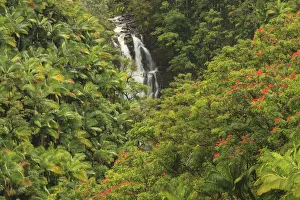 Images Dated 26th February 2012: Area around Nanue Falls and stream, Hakalau, Hamakua Coast, Big Island, Hawaii