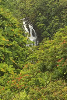 Images Dated 26th February 2012: Area around Nanue Falls and stream, Hakalau, Hamakua Coast, Big Island, Hawaii