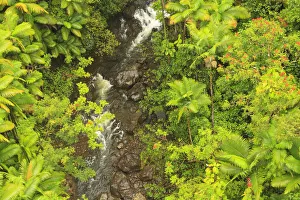 Images Dated 26th February 2012: Area around Nanue Falls and stream, Hakalau, Hamakua Coast, Big Island, Hawaii