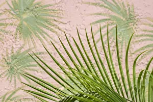 Mural Prints: Areca palm in front of painter palm mural, USA