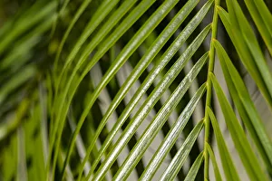 Images Dated 3rd September 2019: Areca palm, USA