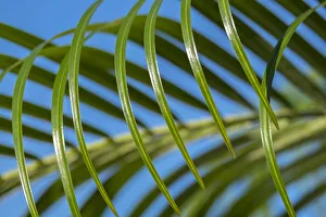 Areca palm, USA