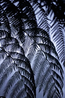 Images Dated 19th March 2007: Arenal, Costa Rica. Tree fern leaves in silhouette against the sky