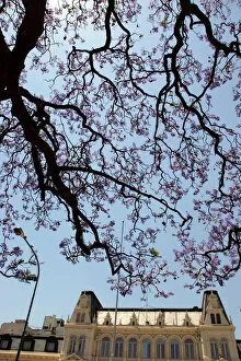 Argentina, Buenos Aires, Barrio Norte, Rodriguez Pena, Jacarandas trees bloom in