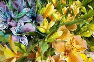 Festive Prints: Argentina, Buenos Aires, Flowers of a Street Vendor