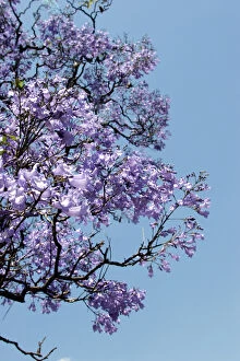 Images Dated 19th November 2005: Argentina, Buenos Aires: Jacaranda trees bloom in the city park