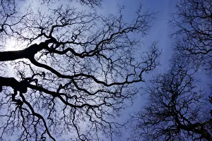 Buenos Aires Prints: Argentina, Buenos Aires: looking up at the Spring sky in the Bosques de Palermo