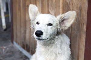Images Dated 3rd March 2011: Argentina, Buenos Aires, Lujan, street dog