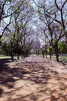 Argentina, Buenos Aires, Palermo, Parque 3 de Febrero, Jacarandas trees bloom in