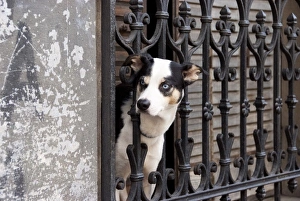 Jutta Riegel Prints: Argentina, Buenos Aires, quarter San Telmo, dog on a balcony