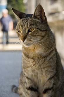 Images Dated 16th April 2012: Argentina. Buenos Aires. Recoleta. Recoleta Cemetery