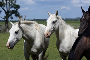 Images Dated 8th March 2010: Argentina, Buenos Aires, San Antonio de Areco