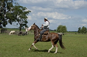 Images Dated 8th March 2010: Argentina, Buenos Aires, San Antonio de Areco. Estancia El Ombu de Areco. Typical