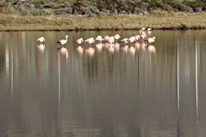 Argentina, El Calafate. Chilean Flamingoes (Phoenicopterus chilensis) at Laguna Nimes
