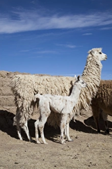 Jutta Riegel Prints: Argentina, Jujuy, Department Santa Catalina, llama herd in the countryside