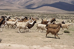 Jutta Riegel Prints: Argentina, Jujuy, llama herd in the countryside
