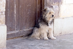 Images Dated 27th September 2010: Argentina, Jujuy, Tilcara, street dog