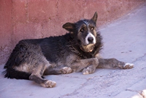 Argentina, Jujuy, Tilcara, street dog